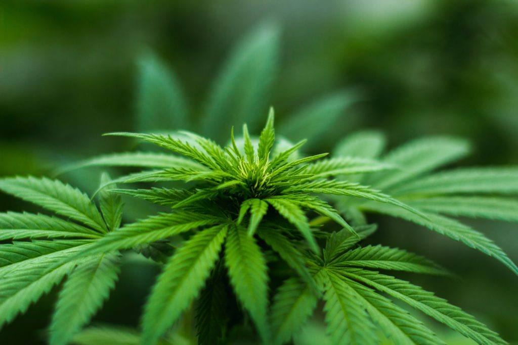 Cannabis Derived Terpenes vs Non-Cannabis and Legality